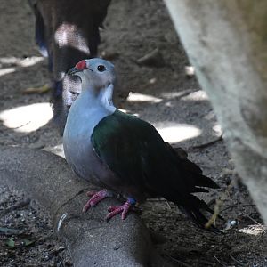 Red-knobbed Imperial Pigeon