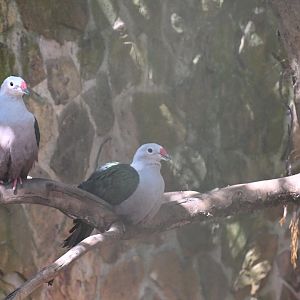 Red-knobbed Imperial Pigeons
