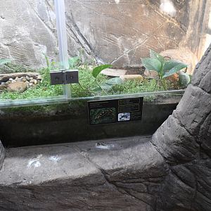 Fire Salamander tank (not seen)