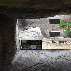 Midwife Toad tank (not seen)