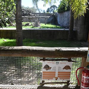 Leopard Tortoises pen in front of Chimpanzees Exhibit