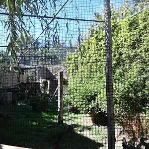 Eurasian Lynx Exhibit