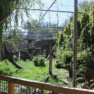 Eurasian Lynx Exhibit