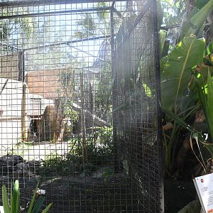 Serval Exhibit