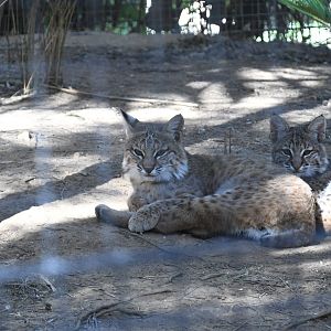 Bobcats