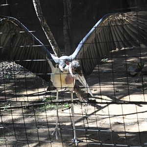 Marabou Stork (shares aviary with Eurasian Black Storks and Abdim's Storks)