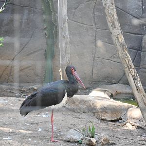 Eurasian Black Stork (shares aviary with Marabou Stork and Abdim's Storks)