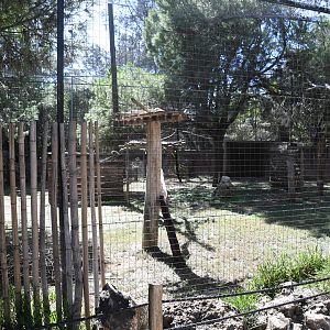 Marabou Storks Aviary