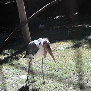 Marabou Stork