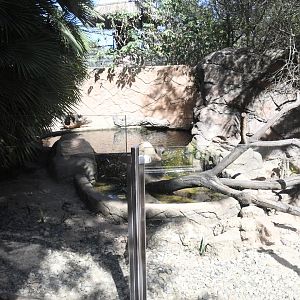 Asian Small-clawed Otters Exhibit
