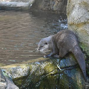 Asian Small-clawed Otter