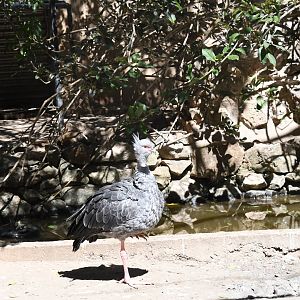 Southern Screamer