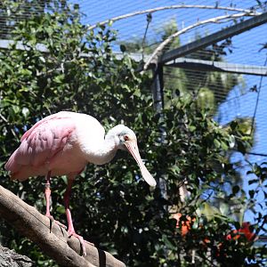 Roseate Spoonbill