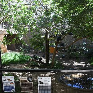 Aviary (Nicobar Pigeons, Victoria Crowned Pigeon, African Pygmy Goose)