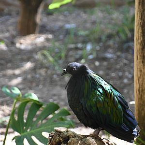 Nicobar Pigeon