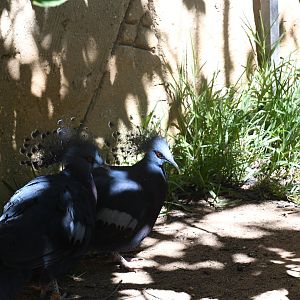 Victoria Crowned Pigeons