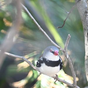 Diamond Firetail