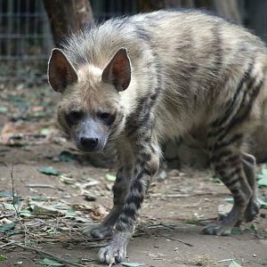 Striped Hyena