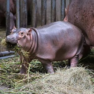 Baby Hippo, 3-month-old