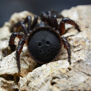 Oreo spider (Cyclocosmia ricketti)