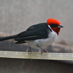 Masked cardinal (Paroaria nigrogenis)