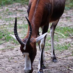 Blesbok