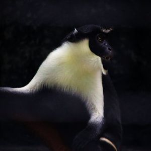 Diana Monkey