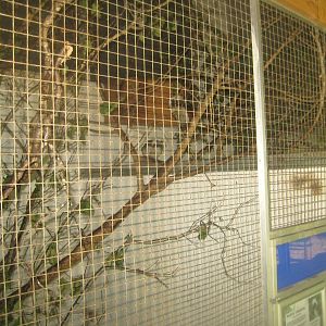 Dyrenes Verden - "Monkey hallway" - Cotton-top tamarin exhibit