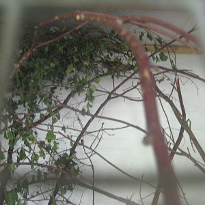 Dyrenes Verden - "Monkey hallway" - Pygmy marmoset exhibit