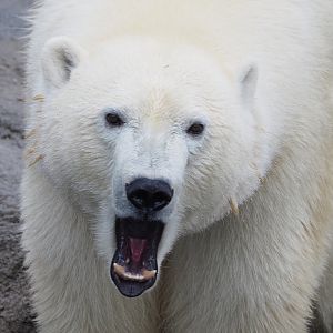Polar bear (Ursus maritimus), 2022-09-14