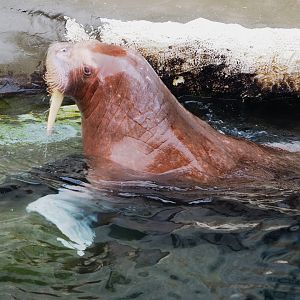 Pacific walrus (Odobenus rosmarus divergens) Garik, 2022-09-14