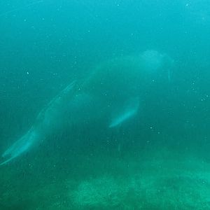 Pacific walrus (Odobenus rosmarus divergens) Garik underwater, 2022-09-14