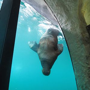 Walrus underwater viewing window with diving Pacific walrus (Odobenus rosmarus divergens), 2022-09-14