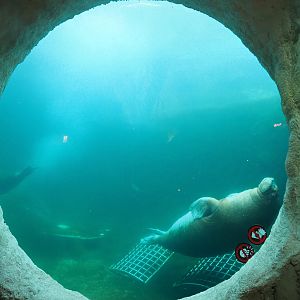 Underwater viewing window for smaller Pacific walrus exhibit, 2022-09-14