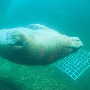 Pacific walrus (Odobenus rosmarus divergens) underwater, 2022-09-14