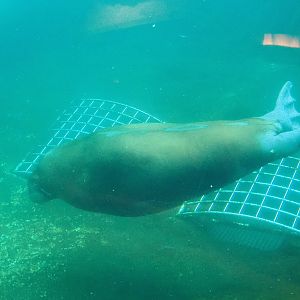 Pacific walrus (Odobenus rosmarus divergens) underwater, 2022-09-14