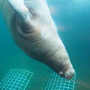 Pacific walrus (Odobenus rosmarus divergens) underwater, 2022-09-14