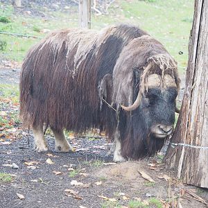 Musk ox (Ovibos moschatus), 2022-09-14