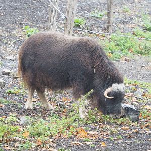 Subadult Musk ox (Ovibos moschatus), 2022-09-14