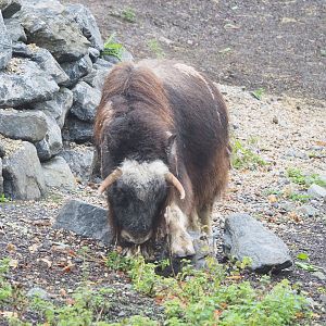 Subadult Musk ox (Ovibos moschatus), 2022-09-14
