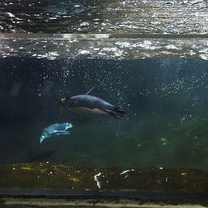 Subantarctic gentoo penguin (Pygoscelis papua papua) and King penguin (Aptenodytes patagonicus) swimming, 2022-09-14