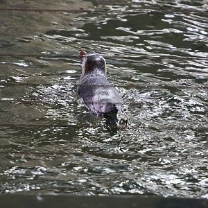Eastern rockhopper penguin (Eudyptes chrysocome filholi) swimming, 2022-09-14