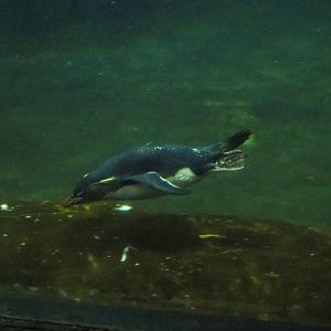 Eastern rockhopper penguin (Eudyptes chrysocome filholi) swimming, 2022-09-14