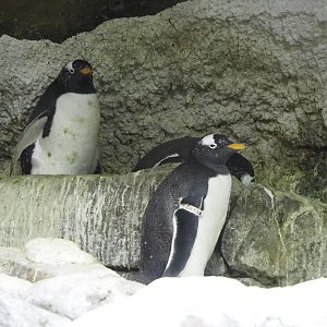 Subantarctic gentoo penguins (Pygoscelis papua papua), 2022-09-14