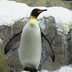 King penguin (Aptenodytes patagonicus), 2022-09-14
