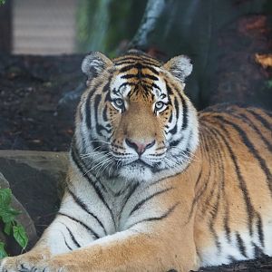 Amur tiger (Panthera tigris altaica), 2022-09-14