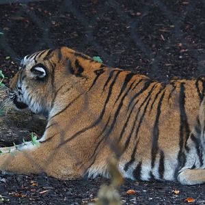 Amur tiger (Panthera tigris altaica), 2022-09-14