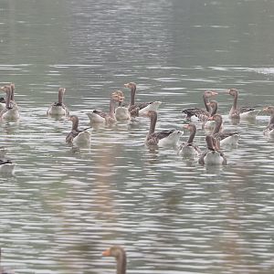 Wild Greylag geese (Anser anser), 2022-09-14