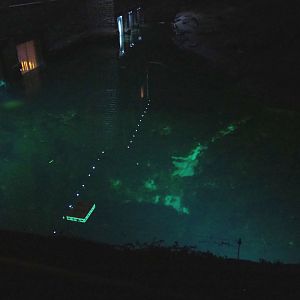 Nocturnal view of the polar bear pool and windows of The White Bear House, 2022-09-14