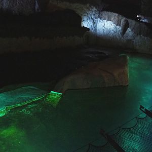 Nocturnal view of the main Pacific walrus exhibit, 2022-09-14